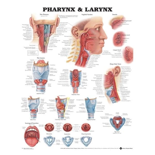 Pharynx and Larynx Anatomical Chart 20x26" Flexible Each