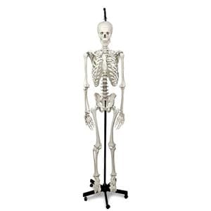 Hanging Skeleton 5-Caster Stand Anatomical Model 67" 5-Caster Sta...