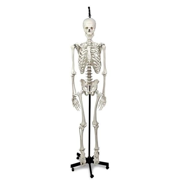 Hanging Skeleton 5-Caster Stand Anatomical Model 67" 5-Caster Sta...