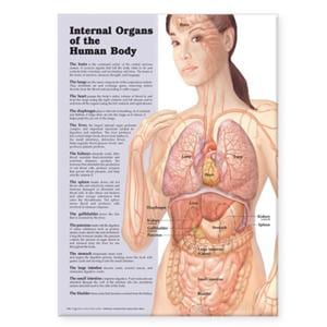 Internal Organs Of The Human Body Anatomical Poster 20x26" Each
