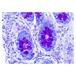 PAS: Periodic Acid-Schiff Reagent Colorless 500mL Ea