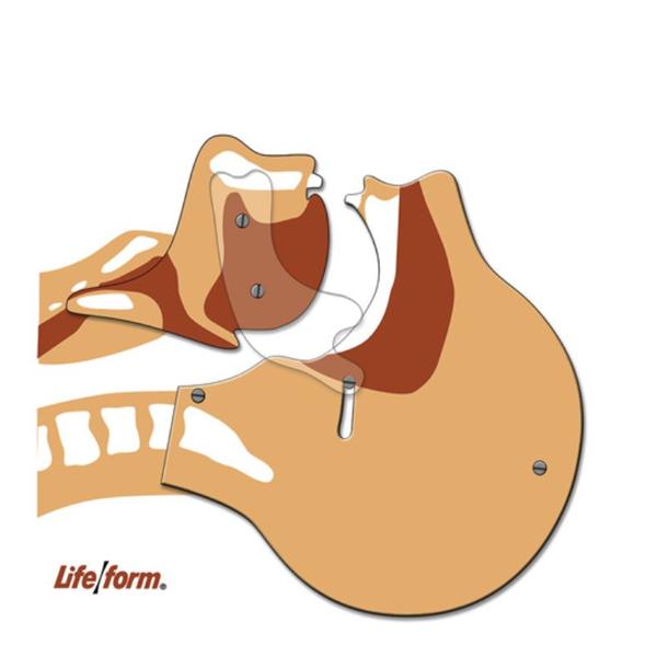 Life/form Board Adult Simulator Ea