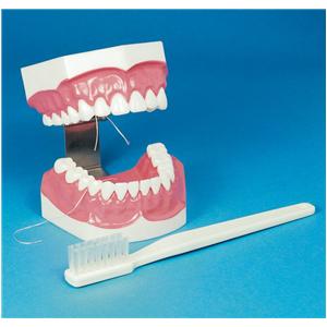 Patient Education Model X-Large Brush-N-Floss Ea