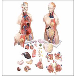 Functional Francis Torso Anatomical Model 33-1/2" Male/Female Mou...