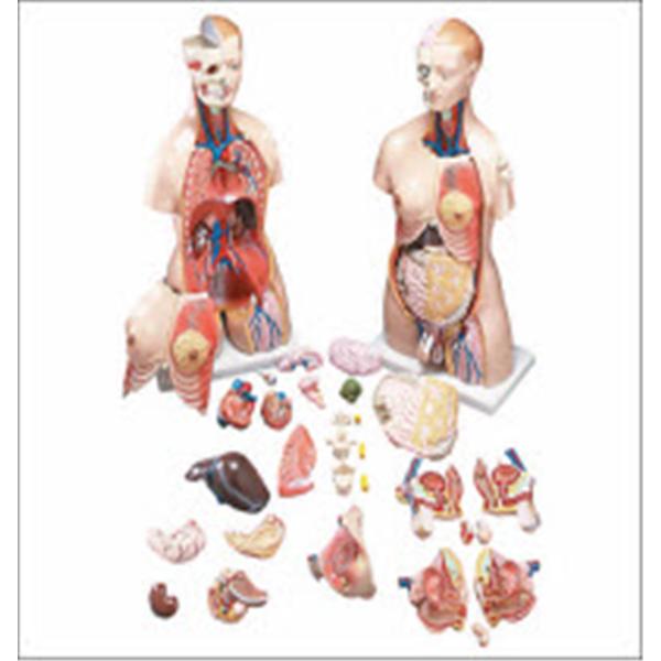 Functional Francis Torso Anatomical Model 33-1/2" Male/Female Mou...