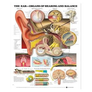 Ear: Organs of Hearing and Balance Anatomical Chart 20x26" Each