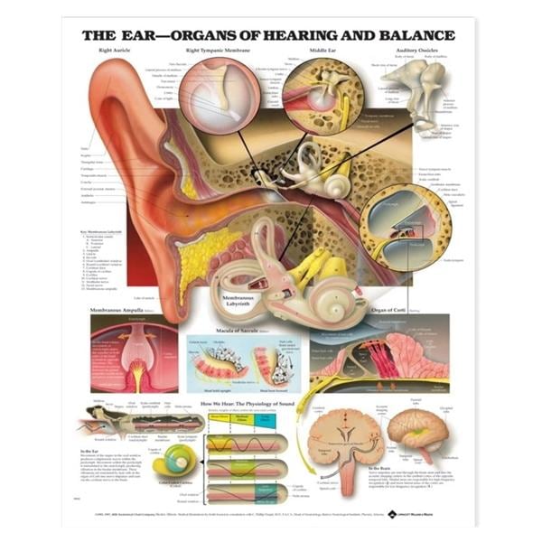 Ear: Organs of Hearing and Balance Anatomical Chart 20x26" Each