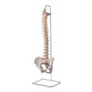 Vertebral Column Anatomical Model 29" Each