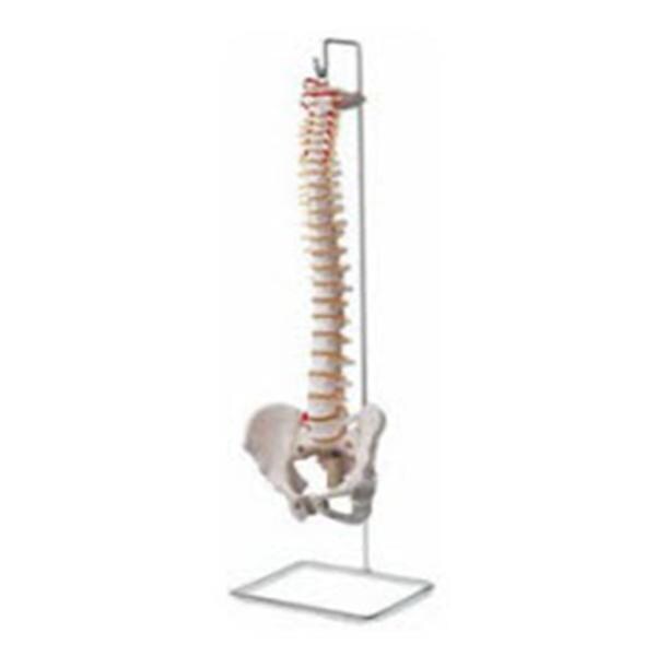 Vertebral Column Anatomical Model 29" Each