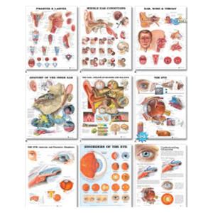 The Urinary Tract Educational Chart 20x26" Each