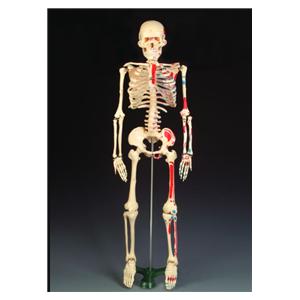 Anatomical Model 33-1/2" Removable Each