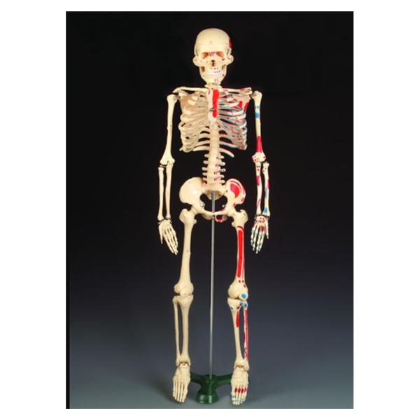 Anatomical Model 33-1/2" Removable Each