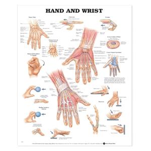 Hand And Wrist Anatomical Chart Unmounted 20x26" Each