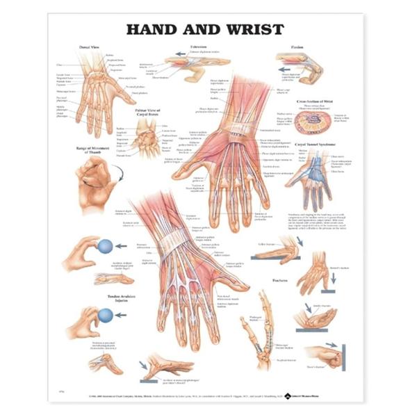 Hand And Wrist Anatomical Chart Unmounted 20x26" Each