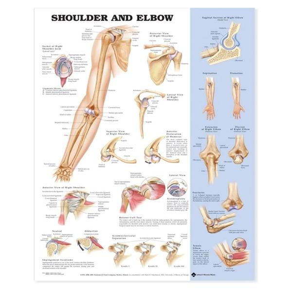 Shoulder And Elbow Anatomical Chart Mounted 20x26" Each