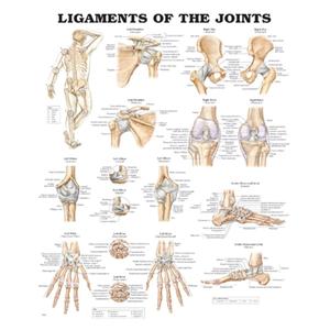 Ligaments of the Joints 20x26" Anatomical Chart Ea