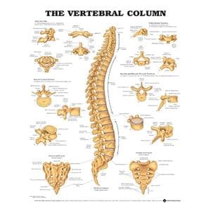 The Vertebral Column 20x26" Anatomical Chart Ea
