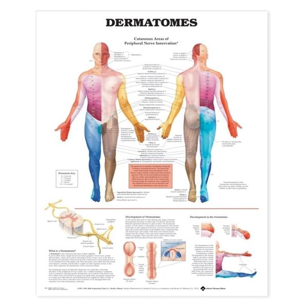 Dermatomes Anatomical Chart Mounted 20x26" Each
