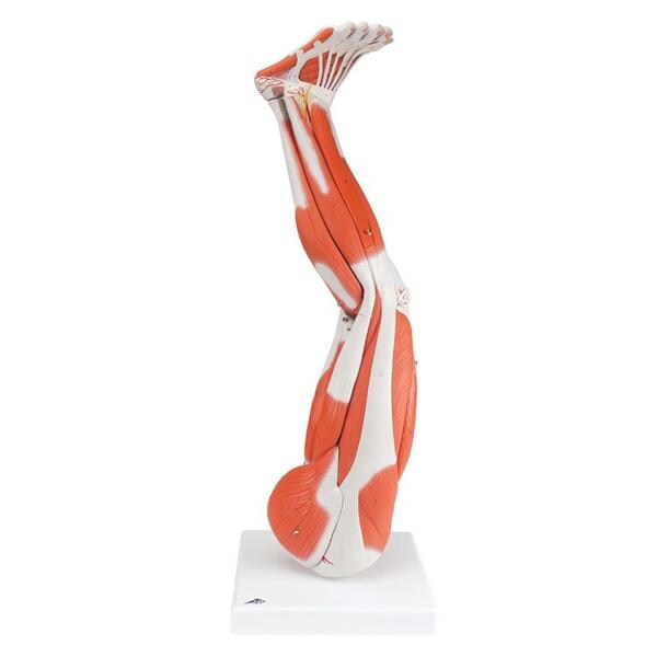 Muscles of the Leg Anatomical Model 30x10x10" Adult Left Removabl...