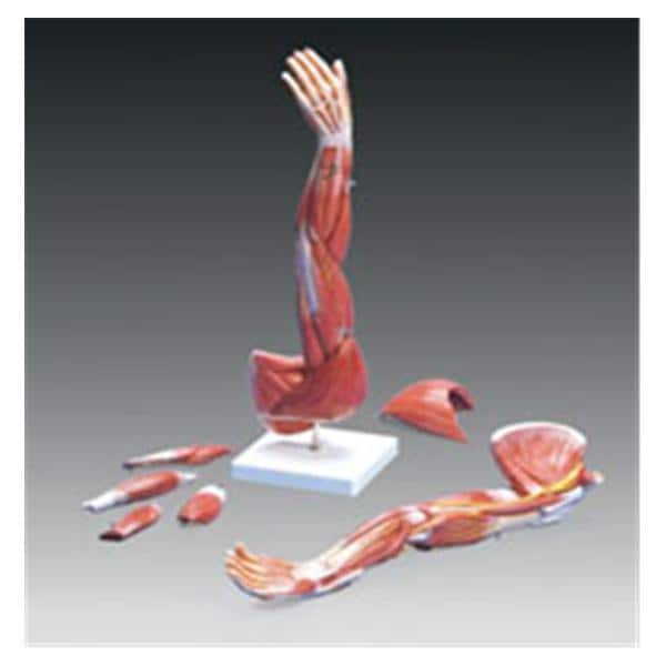 Arm Muscle Dissectible Model Adult Left Each