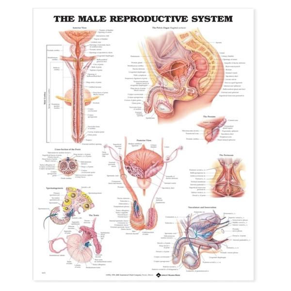 Male Reproductive System 20x26" Anatomical Chart Ea