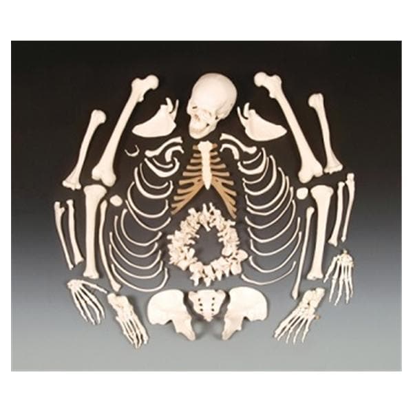 Disarticulated Skeleton Anatomical Model With Stand/Detachable He...