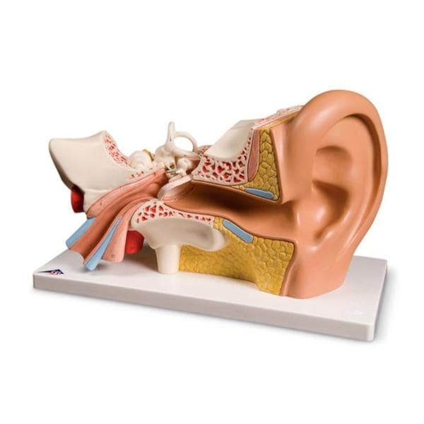 Human Ear Anatomical Model 13-1/3x6-1/4x7-2/5" Mounted Each