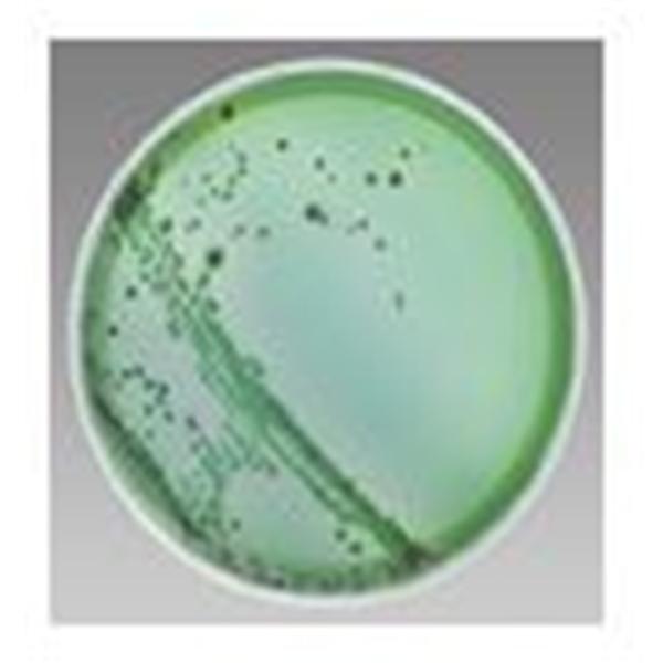 Culture Mueller-Hinton Agar Prepared Plate 10/Pk