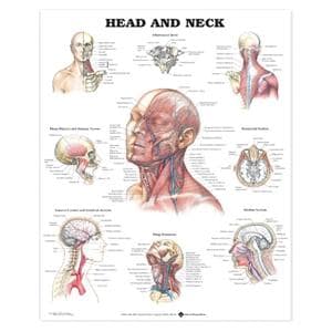 Head and Neck Anatomical Chart 20x26" Each