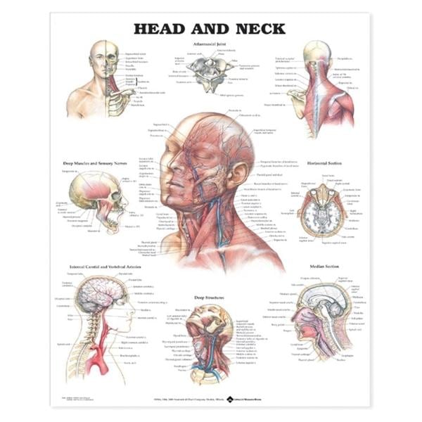 Head and Neck Anatomical Chart 20x26" Each