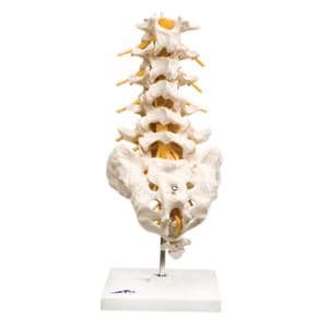 Lumbar Spinal Column Anatomical Model Ea