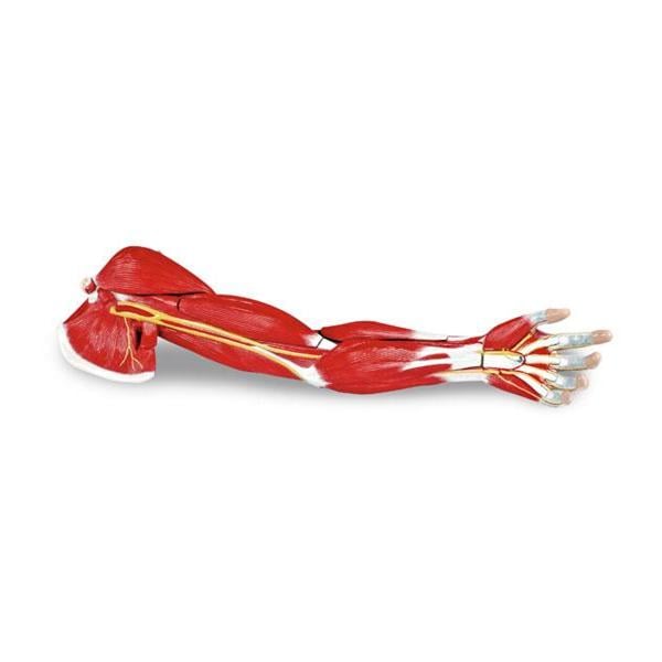 Arm Muscle Anatomical Model 29-1/4x8x4-3/4" Life-Size With Stand...