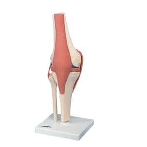Functional Knee Joint Anatomical Model Ea