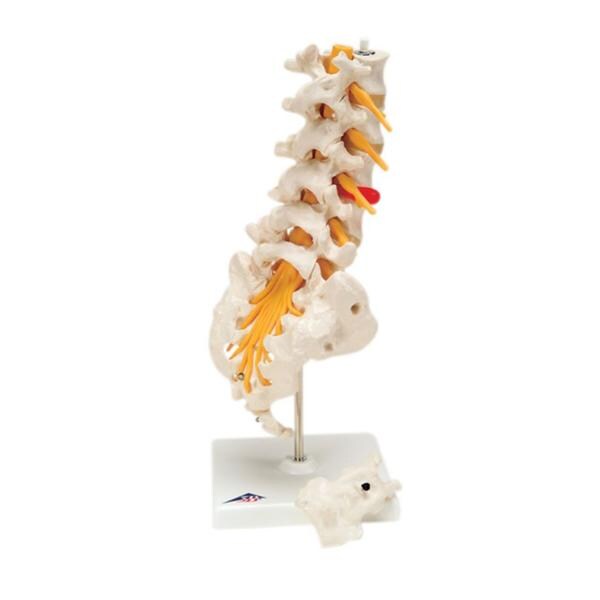 Lumbar Spinal Column Educational Model Each