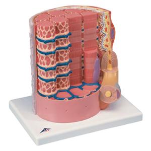 Microanatomy Muscle Fiber Anatomical Model 10,000x Magnified Each