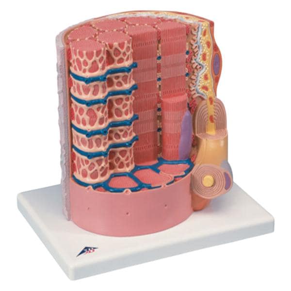 Microanatomy Muscle Fiber Anatomical Model 10,000x Magnified Each