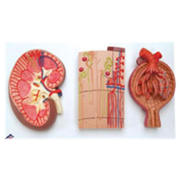 Kidney Section/Nephrons/Blood Anatomical Model Each