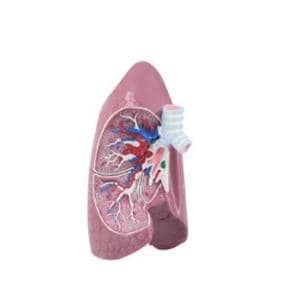 Lung Anatomical Model Each