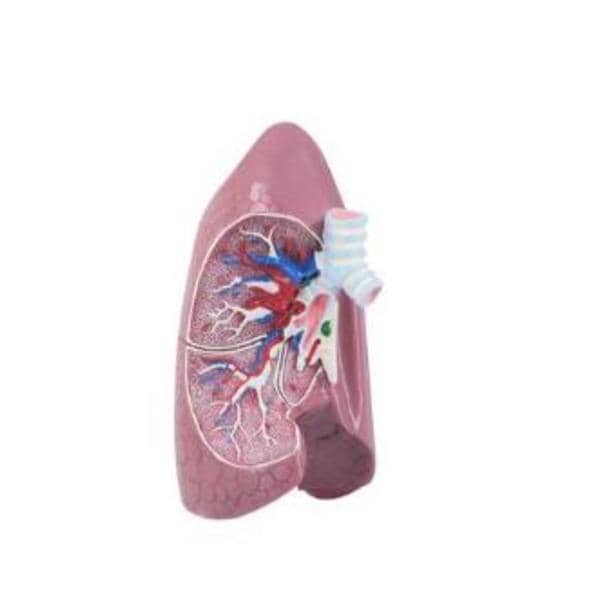 Lung Anatomical Model Each