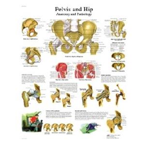 Hip and Pelvis Anatomical Chart 20x25" Each