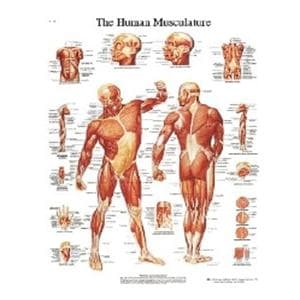 Musculature Human Anatomy Chart 20x25" Each