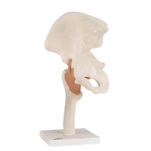 Hip Joint Functional Model Flexible Stand Each