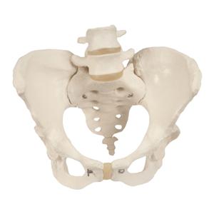 Pelvis Anatomical Female Model Ea
