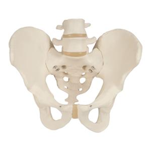 3B Scientific Pelvis Anatomical Model 7.1x9.1x11" Male With Smart...