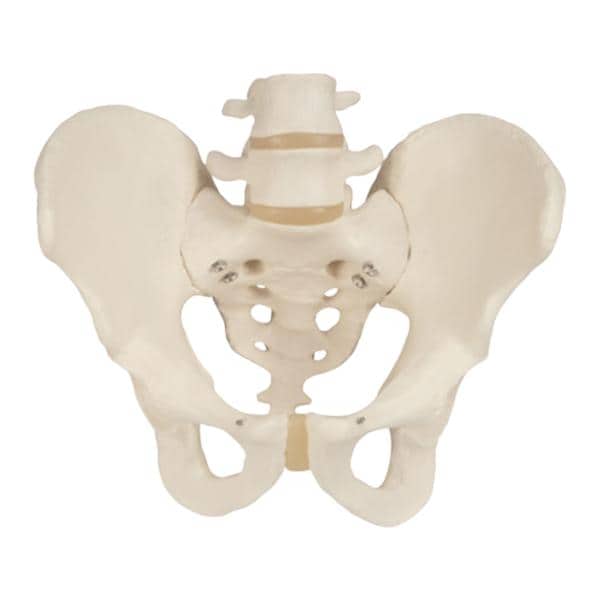 3B Scientific Pelvis Anatomical Model 7.1x9.1x11" Male With Smart...