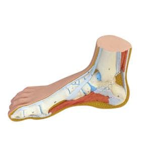 3B Foot Superfical Structures Anatomical Model For Superfical Str...