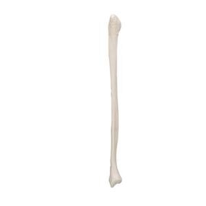 Fibula Human Body Model Ea