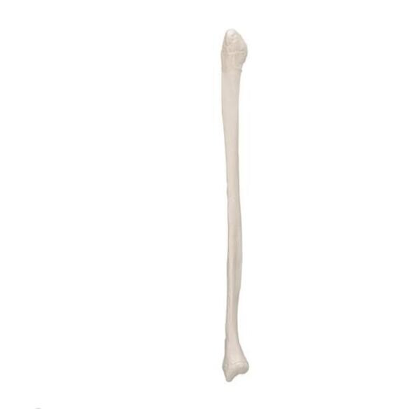 Fibula Human Body Model Ea