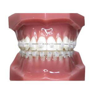 Carriere SLX Typodont Ea