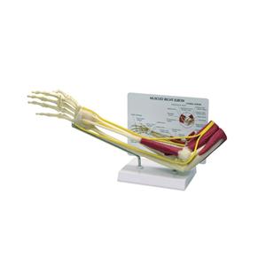 GPI Anatomicals Muscled Elbow Joint Full-Size Model Ea